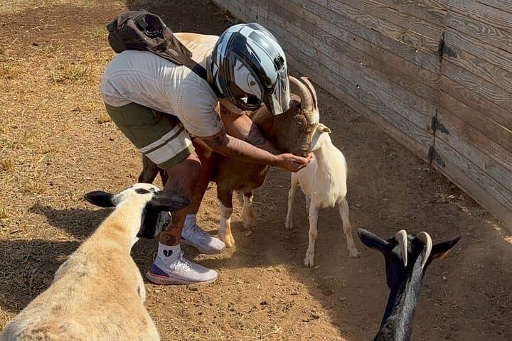 Mini ATVs and Farm Animal Experience on Oahu's North Shore photo 2