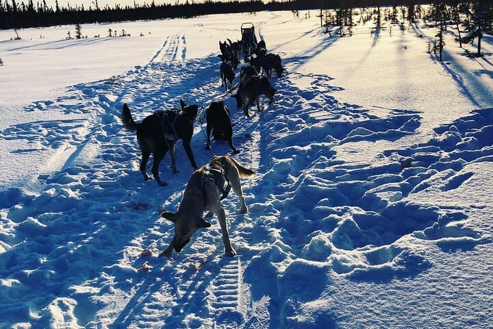 Dog Sledding with Alaskan Huskies — Iditarod Training Trails near Denali photo 6