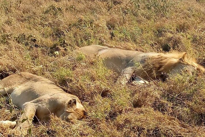 Tarangire National Park Full-Day Safari from Arusha: Elephants, Baobabs & River Game Drives photo 3