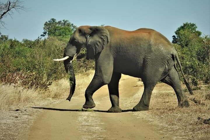 Mosi Oa Tunya Game Drive & Rhino Walk — Livingstone Wildlife Safari photo 2