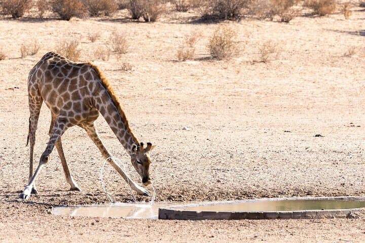 Mosi Oa Tunya Game Drive & Rhino Walk — Livingstone Wildlife Safari photo 3