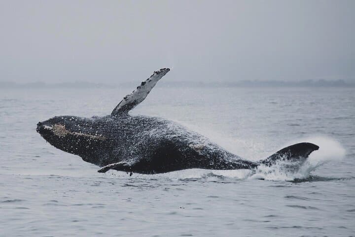 Tromsø Whale Safari: Fast Catamaran Humpback & Orca Watching photo 3