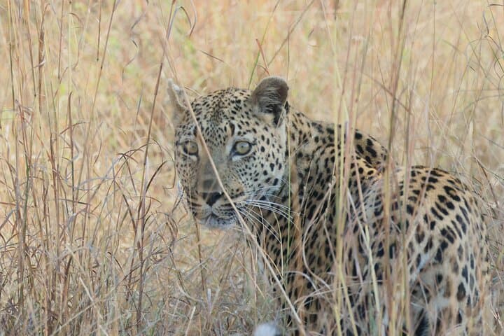 Full-Day Private Kruger Safari from Hoedspruit — Big Five & Panoramic Plains photo 5