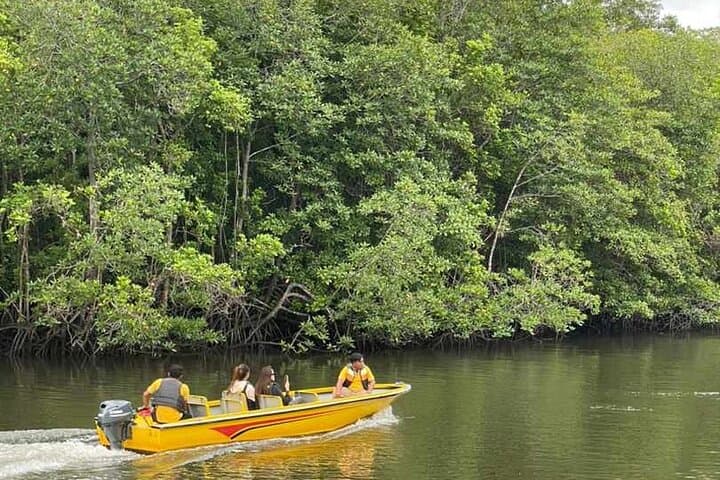 Bintan Mangrove & Fireflies Discovery Tour — Sebung River Eco-Boat Experience