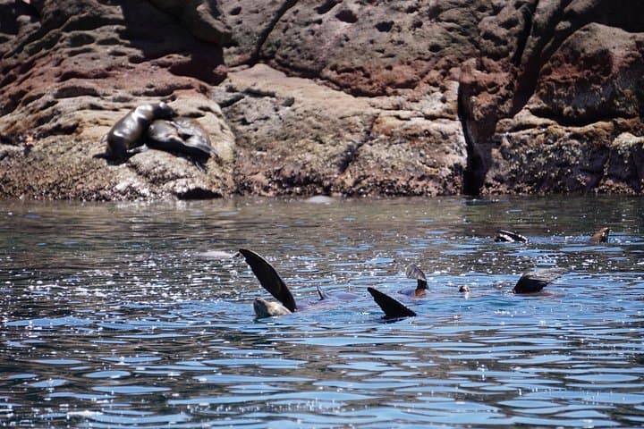 Private Isla Espíritu Santo Boat Tour — Swim with Sea Lions from La Paz photo 3