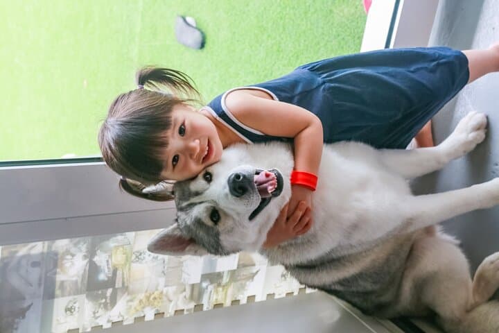 Meet the Huskies of Melaka: Huskitory Interactive Dog Experience photo 5