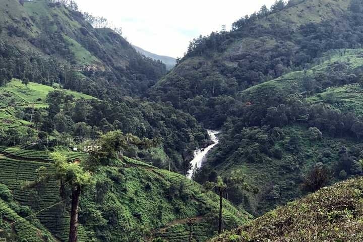 Private One Week Kerala Tour: Munnar Tea Gardens, Periyar Wildlife & Alleppey Backwaters