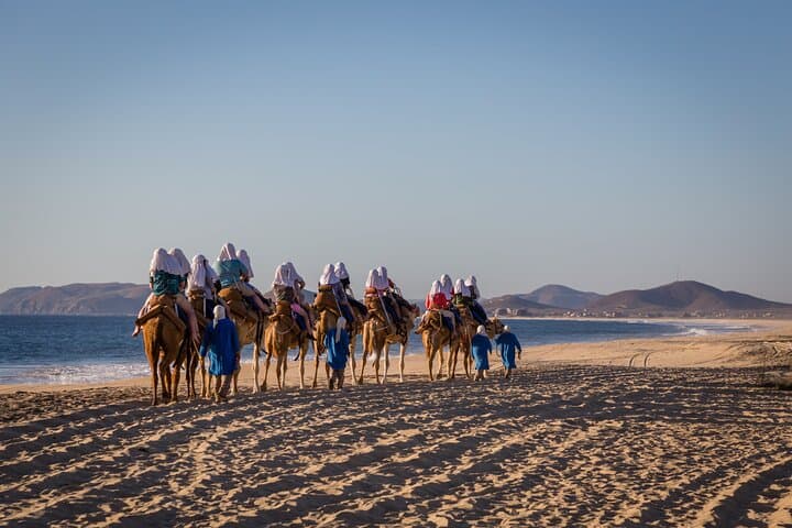 Sunset Beach Camel Ride in Cabo: Tequila Tasting & Mexican Buffet photo 3