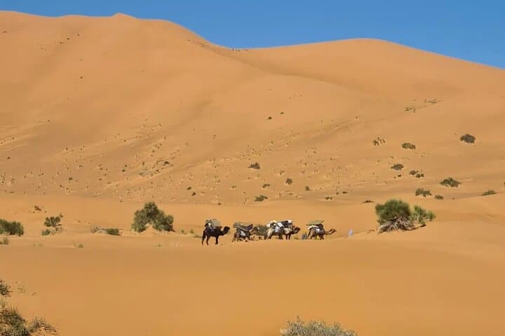 Overnight Desert Camp in Erg Chebbi: Camel Trek, Stargazing & Berber Tents photo 2