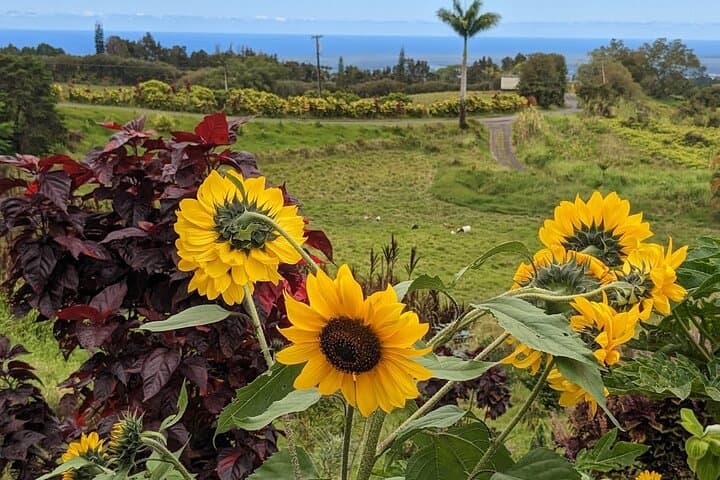 Cloudforest Bioreserve Botanical Tour & Waterfall Swim on Mauna Kea photo 3