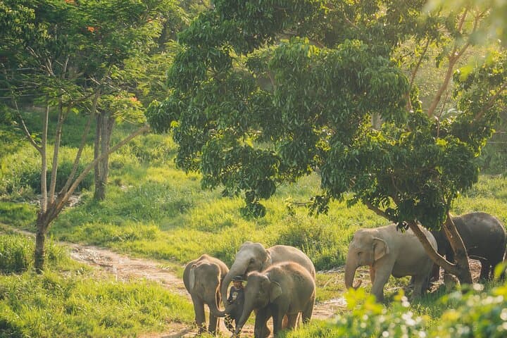 Samui Elephant Kingdom: Ethical Sanctuary Skywalk Experience on Koh Samui photo 3