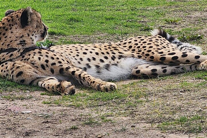 Cheetah Encounter & Big Cats with Stellenbosch Wine Tasting from Cape Town photo 2