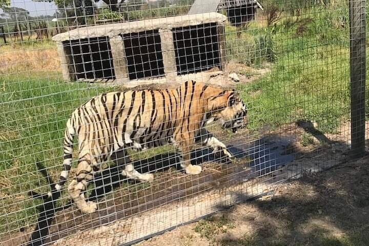 Cheetah Encounter & Big Cats with Stellenbosch Wine Tasting from Cape Town photo 4