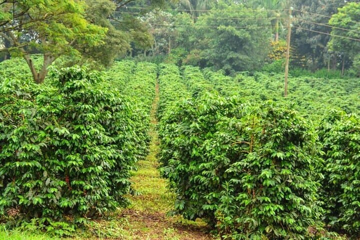 Discover Fairview Coffee Farm: Nairobi Day Tour & Coffee Tasting