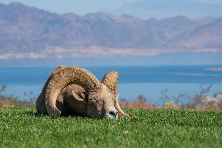 Day Trip from Las Vegas: Lake Mead, Bighorn Sheep & Seven Magic Mountains photo 1