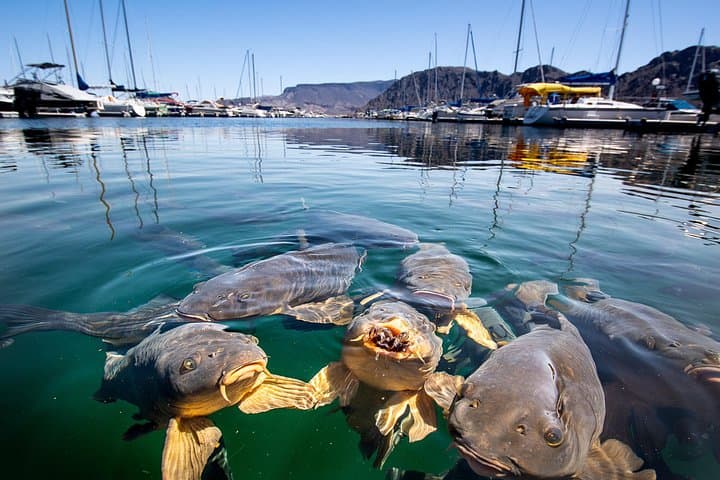 Day Trip from Las Vegas: Lake Mead, Bighorn Sheep & Seven Magic Mountains photo 4