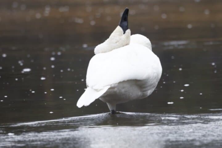 Yellowstone Winter Wildlife & Snowshoeing VIP Experience in Lamar Valley photo 3