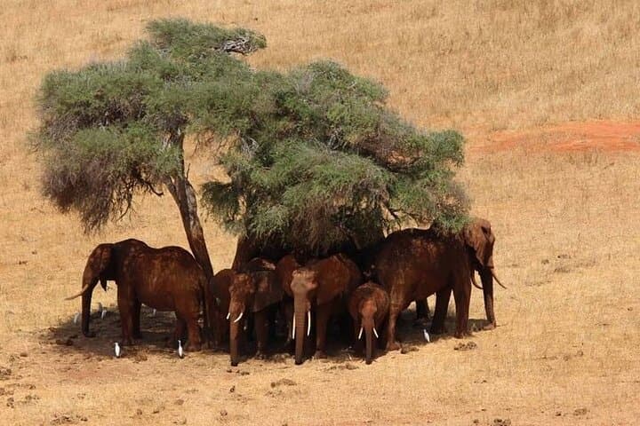 Tsavo East Full-Day Safari from Mombasa — Red Elephants, Aruba Dam & Open Savannah photo 3