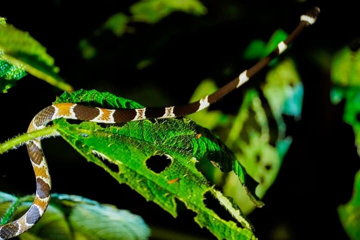 5-Day Manu National Park Amazon Jungle Expedition from Cusco photo 6