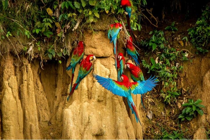 4-Day Manu National Park Jungle Tour from Cusco photo 3