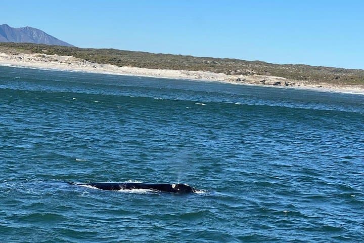 Cape Agulhas Full-Day Tour from Cape Town — Stand at Africa’s Southernmost Point photo 3