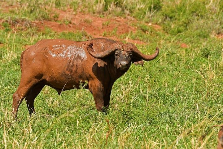 7-Day Uganda Wildlife Safari and Gorilla Trekking Adventure photo 5