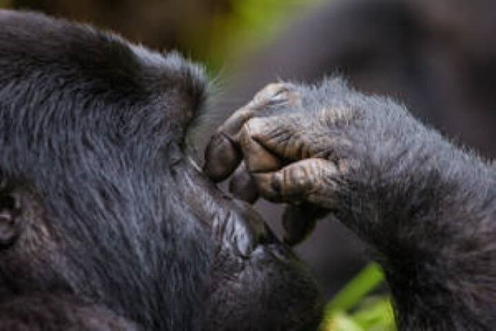 7-Day Uganda Wildlife Safari and Gorilla Trekking Adventure photo 2