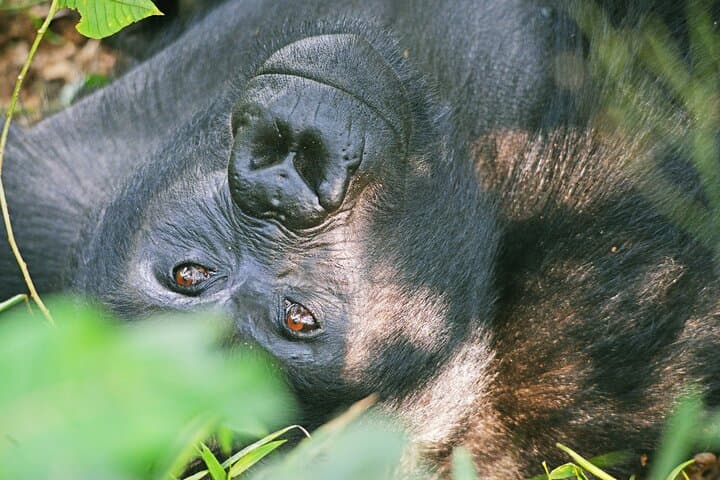 3-Day Gorilla Trekking in Bwindi Impenetrable Forest and Lake Bunyonyi photo 6