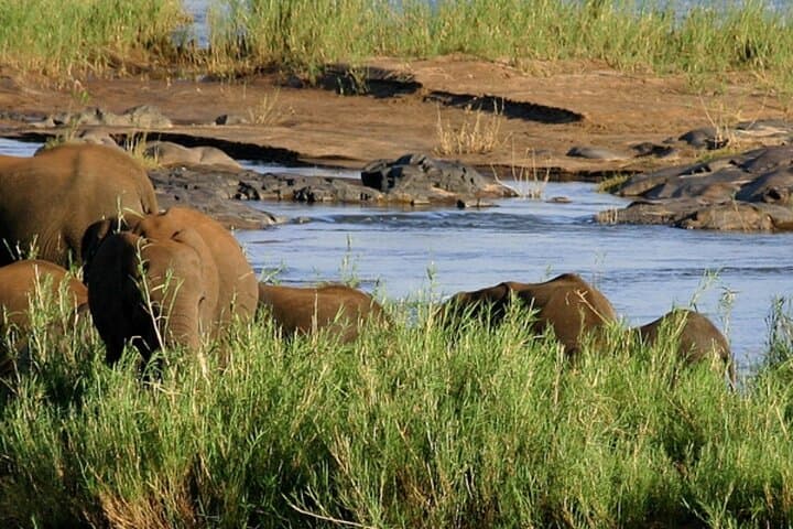 Full-Day Kruger Game Drive: Big Five Safari from Hazyview photo 4