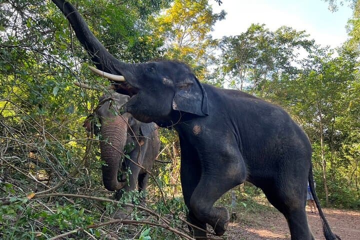 Phuket Cultural Sightseeing Tour with Ethical Elephant Sanctuary Visit photo 3