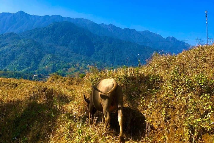 One-Day Sapa Trekking: Rice Terraces & Ethnic Village Walk from Sapa photo 3