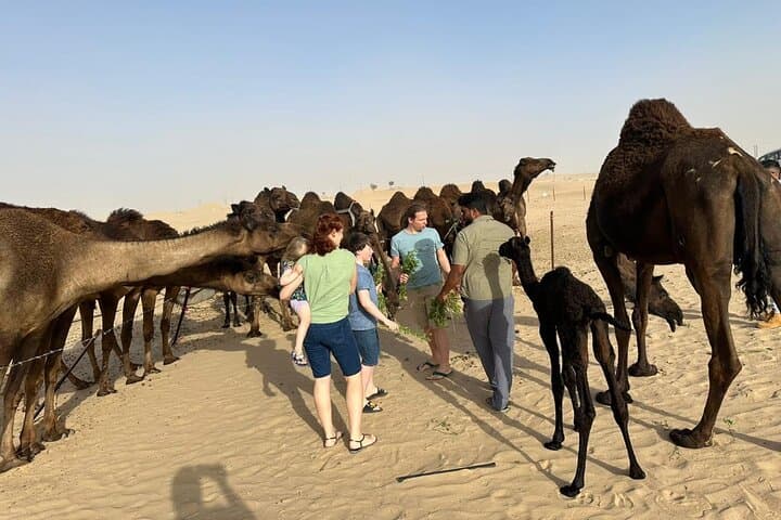 Private Abu Dhabi Sunset Desert Safari with Sandboarding: Dune Bashing & Camel Farm Visit photo 3
