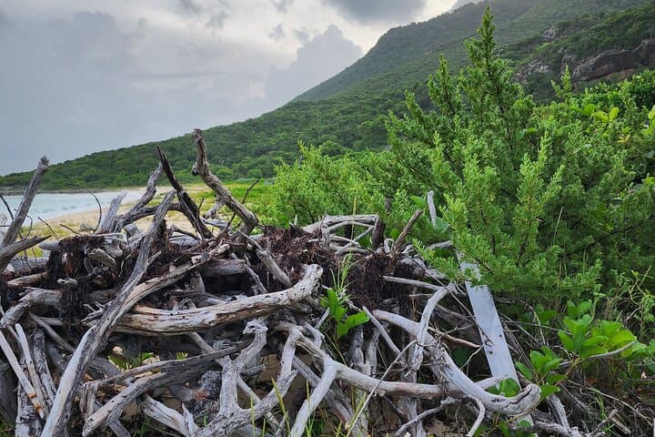 Sunrise Hike to Petite Cayes: Anse Marcel Coastal Trail photo 5