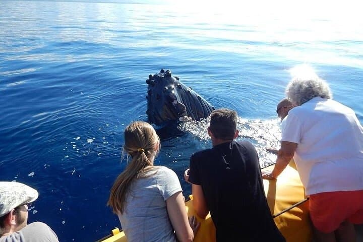 Maui Whale Watching Small-Group 2.5-Hour Whale Escape Tour from Lahaina