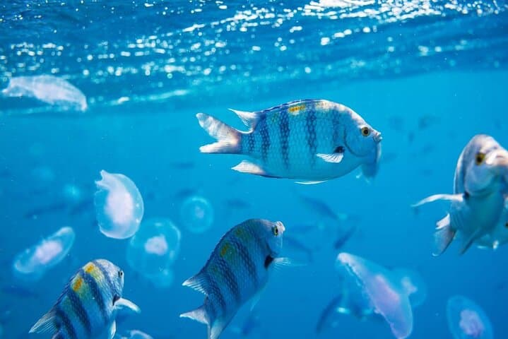 Hurghada Orange Island: Snorkel, Dive & Parasail Day Trip photo 5