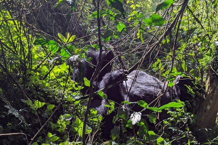 Bwindi Gorilla Habituation: 4-Day Immersive Wildlife Experience in Uganda photo 6