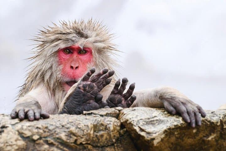 Day Trip from Tokyo to Nagano: Snow Monkeys at Jigokudani & Zenkoji Temple