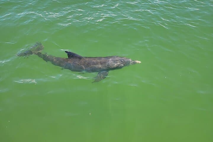 Fort Myers Beach Sunset and Dolphin Watching Cruise — Sanibel Causeway Dolphin Tour photo 6