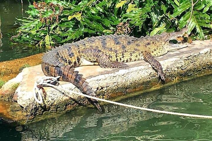 Black River Safari: Private Riverboat Tour from Montego Bay photo 4
