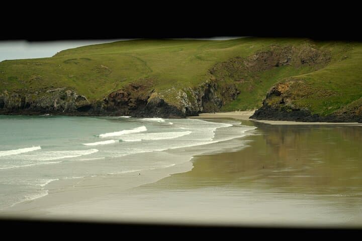 Otago Peninsula Wildlife & Penguin Tour: Up-Close Hoiho Viewing and Conservation photo 3