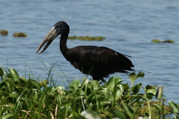 12-Day Uganda Safari: Gorilla & Chimpanzee Trekking from Murchison Falls to Bwindi photo 6