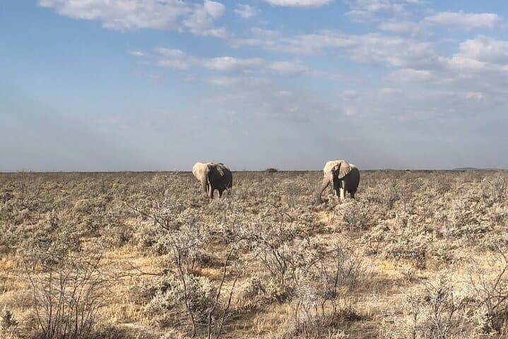 2-Day Etosha Safari: Budget-Guided Wildlife Adventure from Windhoek photo 2