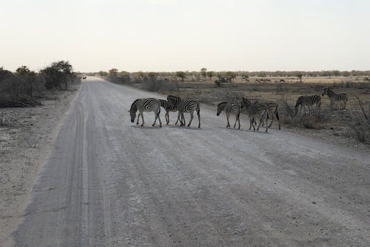 2-Day Etosha Safari: Budget-Guided Wildlife Adventure from Windhoek photo 5
