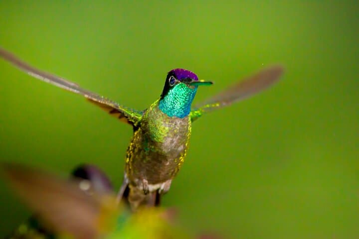 Victor's Bird Photography Tours — Full-Day Guided Birdwatching & Camera Lessons in San José, Costa Rica photo 3