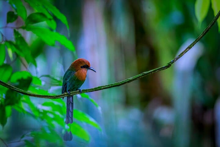 Victor's Bird Photography Tours — Full-Day Guided Birdwatching & Camera Lessons in San José, Costa Rica photo 4