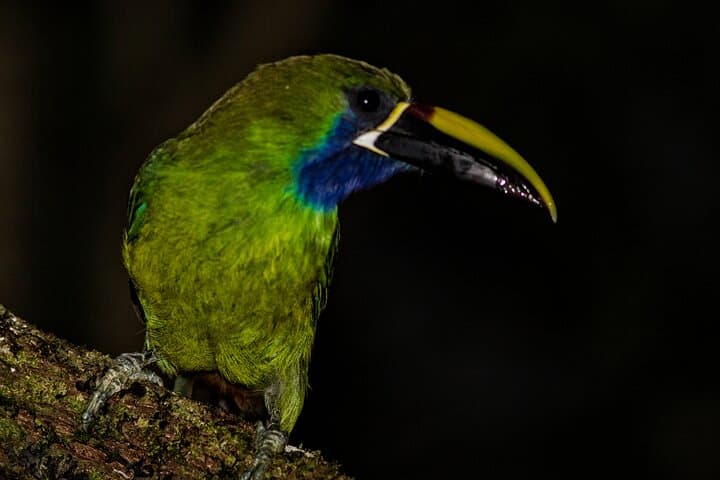 Victor's Bird Photography Tours — Full-Day Guided Birdwatching & Camera Lessons in San José, Costa Rica photo 5