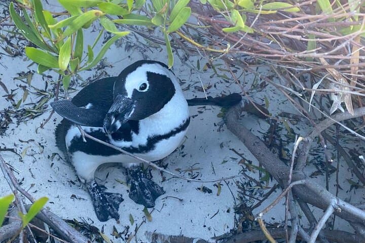 Cape Point & Boulders Beach Penguin Encounter: Day Tour from Cape Town photo 4