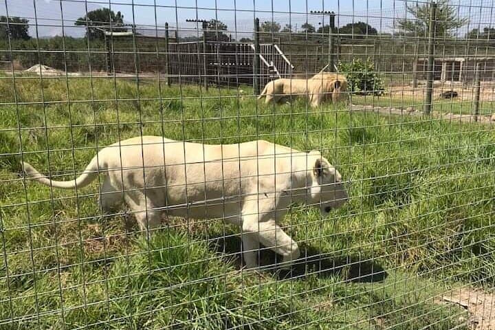 Cheetah Encounter & Big Cats with Stellenbosch Wine Tasting from Cape Town photo 3