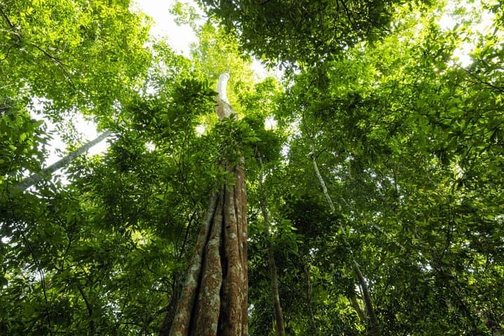 Taman Negara Day Trip from Kuala Lumpur: Canopy Walk, Orang Asli Village & Rainforest Wildlife photo 6