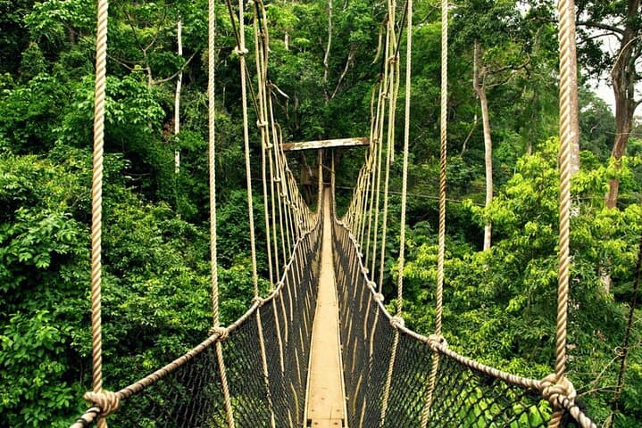 Taman Negara Day Trip from Kuala Lumpur: Canopy Walk, Orang Asli Village & Rainforest Wildlife photo 5